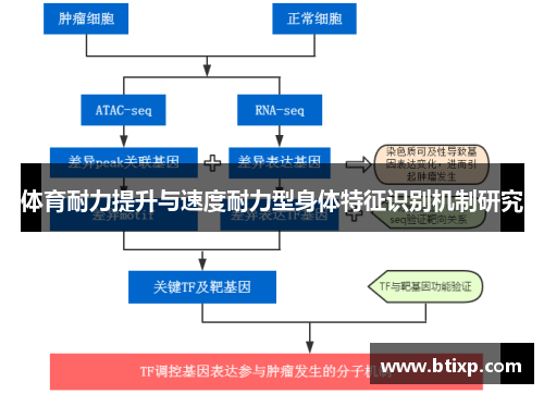 体育耐力提升与速度耐力型身体特征识别机制研究