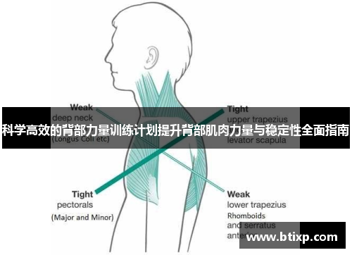 科学高效的背部力量训练计划提升背部肌肉力量与稳定性全面指南